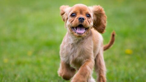 Cute Puppy Running 😍