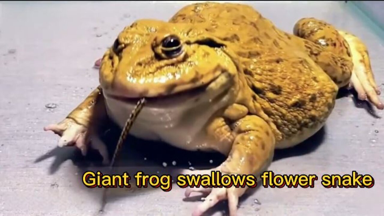 Giant frog swallows flower snake and scorpion