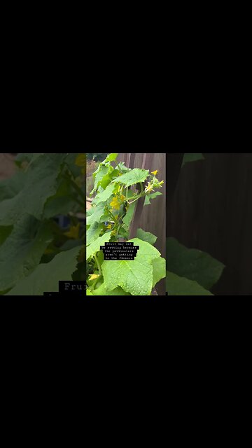 Hand Pollination of Cucumber Plants#cucumber #pollination
