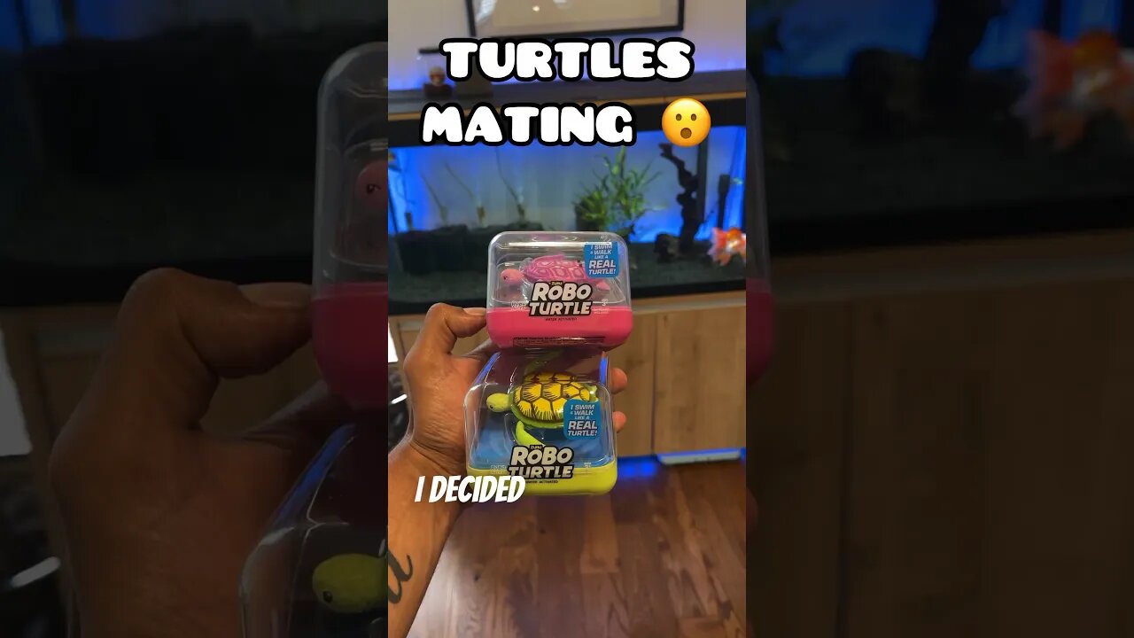 TURTLES MATING 😮😧🥴 #goldfishtank #roboturtle #goldfish #fishtank #ranchu #funny #funnyvideo