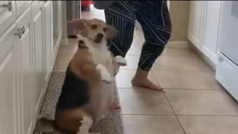 Dog gets down and boogies with owner