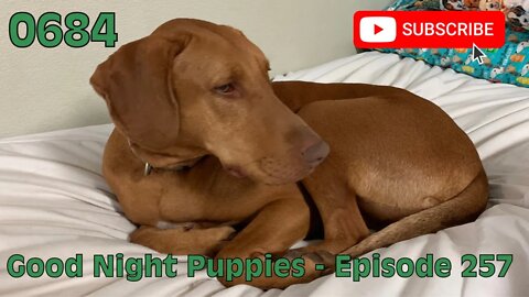 [0684] GOOD NIGHT PUPPIES - EPISODE 257 [#dogs #doggos #doggies #puppies #dogdaycare]