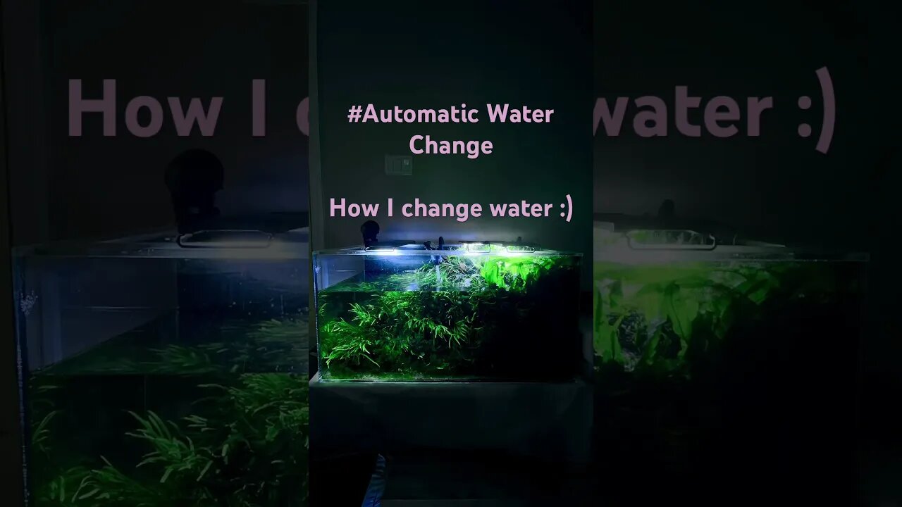 Nature aquarium therapy #plantbased #plants #plantedtank #plantedtanks #plantedtanksforever #co2