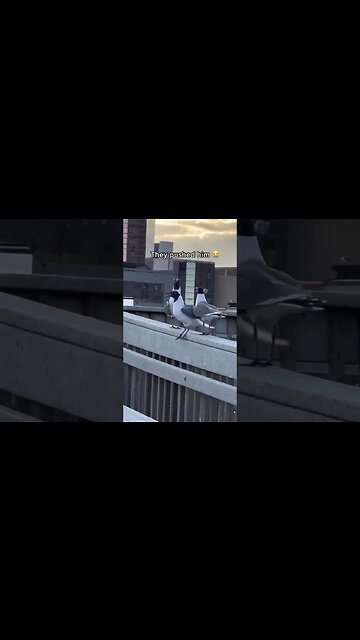 They Pushed Him 🤣🥵