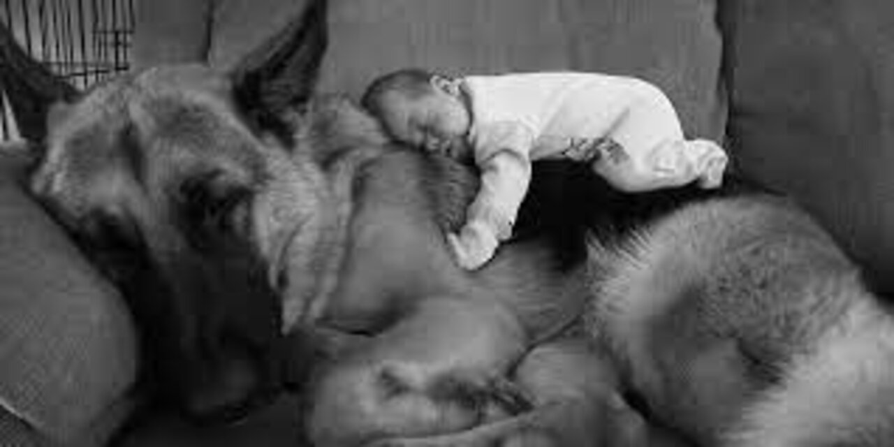 Lovely dogs playing with babies