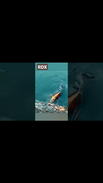 China Fish Face Like Human