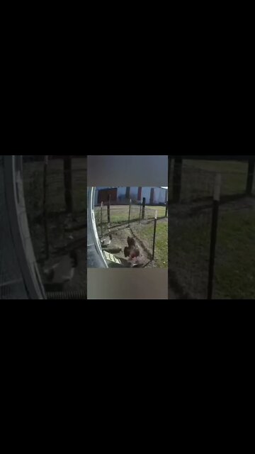 Male will be male 😊#Shorts #ytshorts #UbertainmentFun #Dogs #Animals #Fun