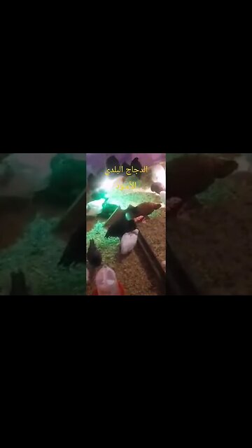 الدجاج البلدي الأسود كيوت روعة مرحبا