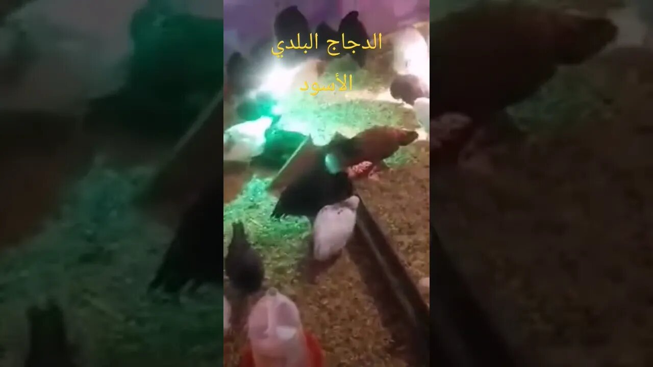 الدجاج البلدي الأسود كيوت روعة مرحبا