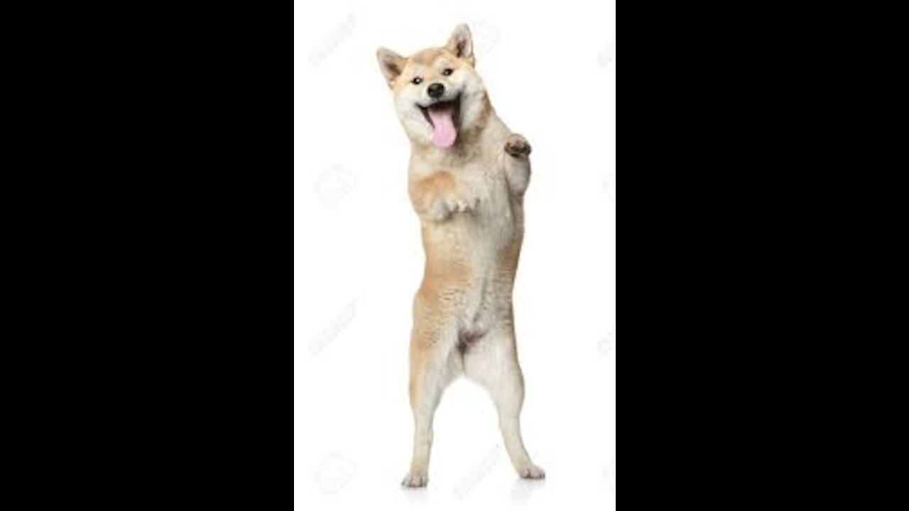 Train Your Pet Dance Like This. See How To