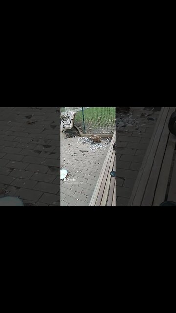 January 24, 2023 Falcon or Hawk Guts Pigeon in Middle of Rittenhouse Square, Pa.