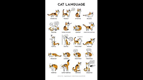 #cats #dogs
