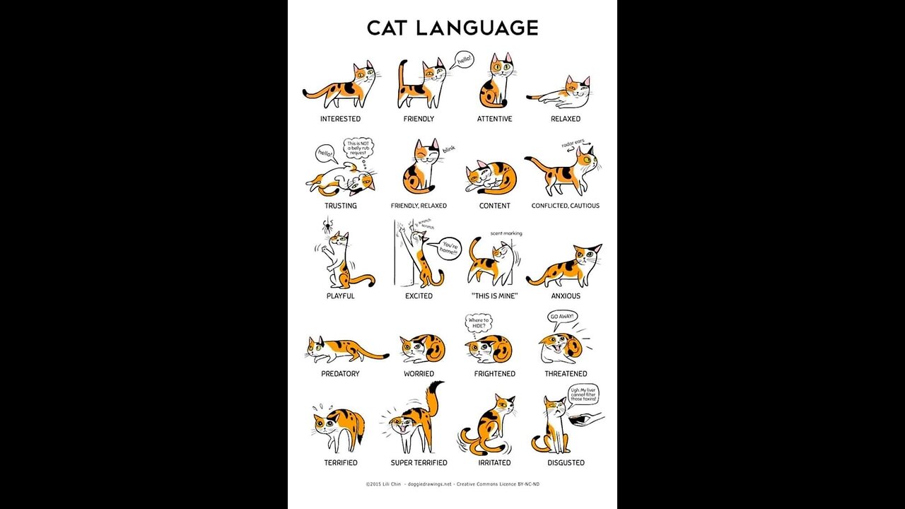 #cats #dogs