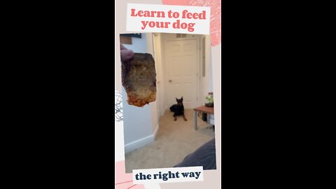 HOW TO FEED YOUR DOG - that yummy fish