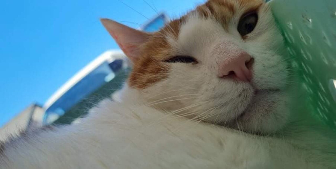 See this cat while the massage. You will die from laughing