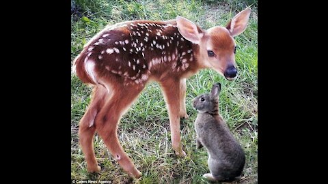 Baby deer cutest moment s