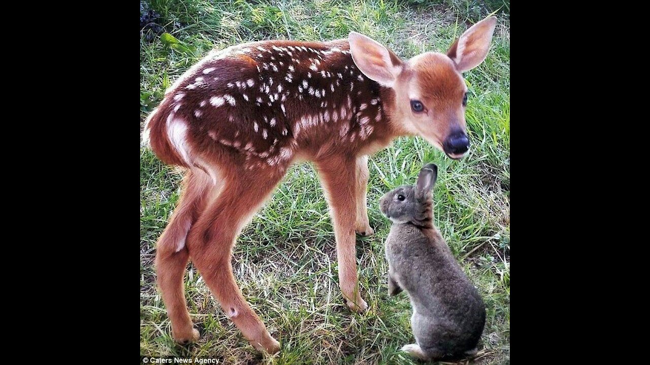 Baby deer cutest moment s