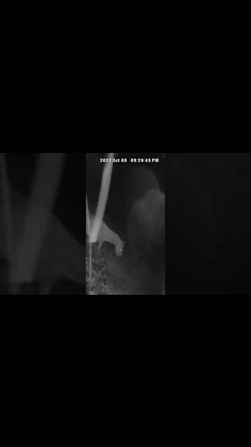 Horse disappears into the dark