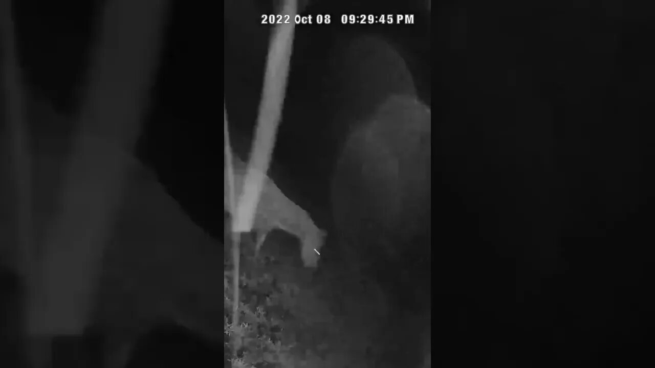 Horse disappears into the dark