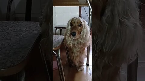 #dogshow , #animals , #dogs , #shorts