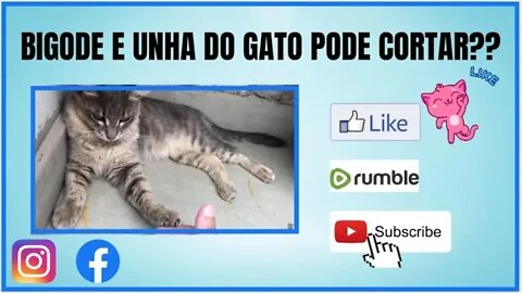 Cuidado com as unhas do seu gatinho e dica importante sobre os bigodes do gato!