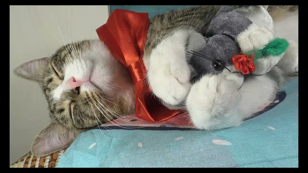 Cat Photography