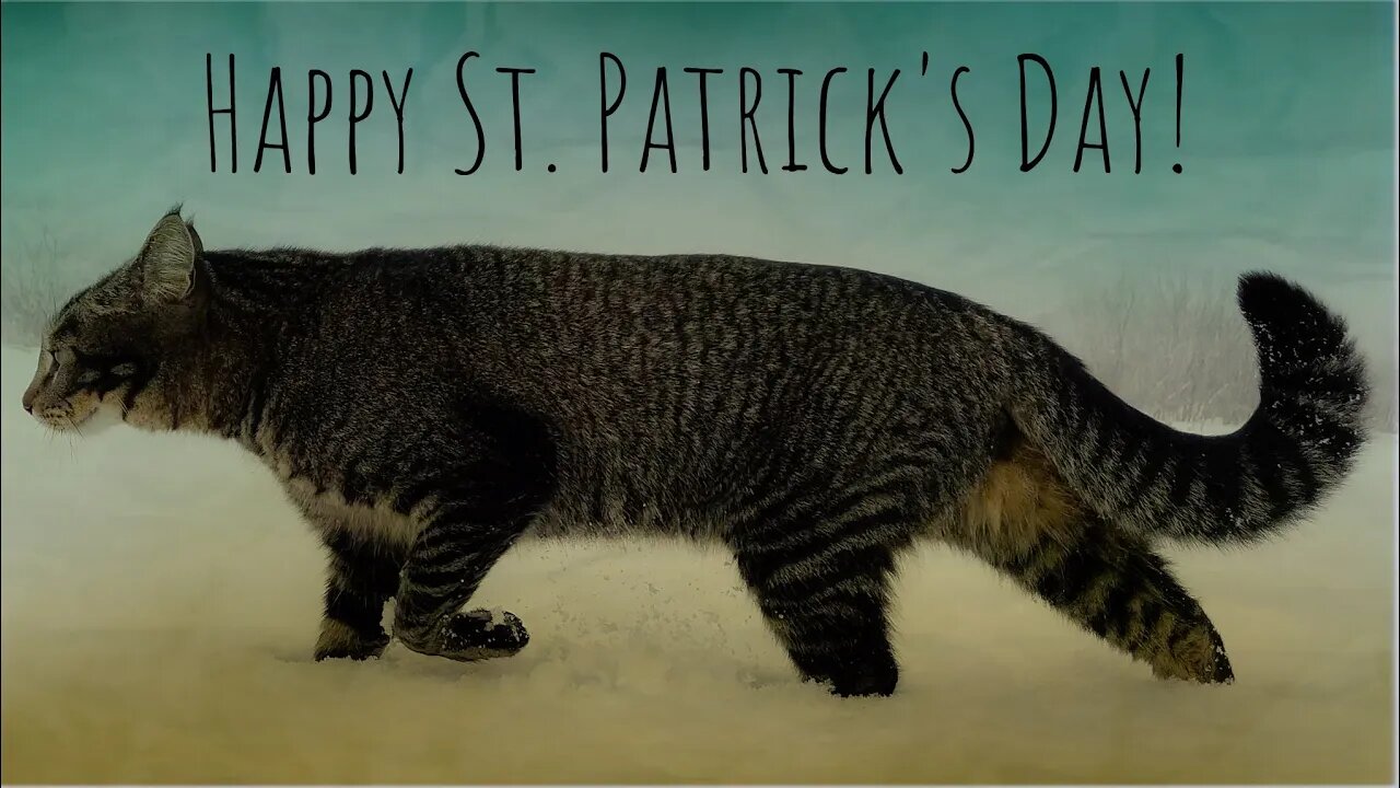 Otis Cat Searches For Irish Mythological Creatures In County Cork