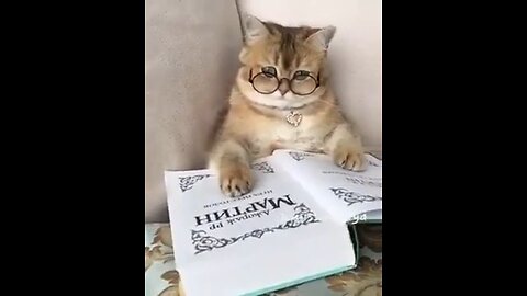 Little cats cute and funny videos @pets @funnycats @shorts @cats(1)