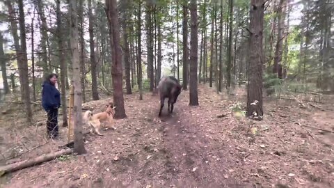 Horse kicks tree, farts on dogs then runs away.