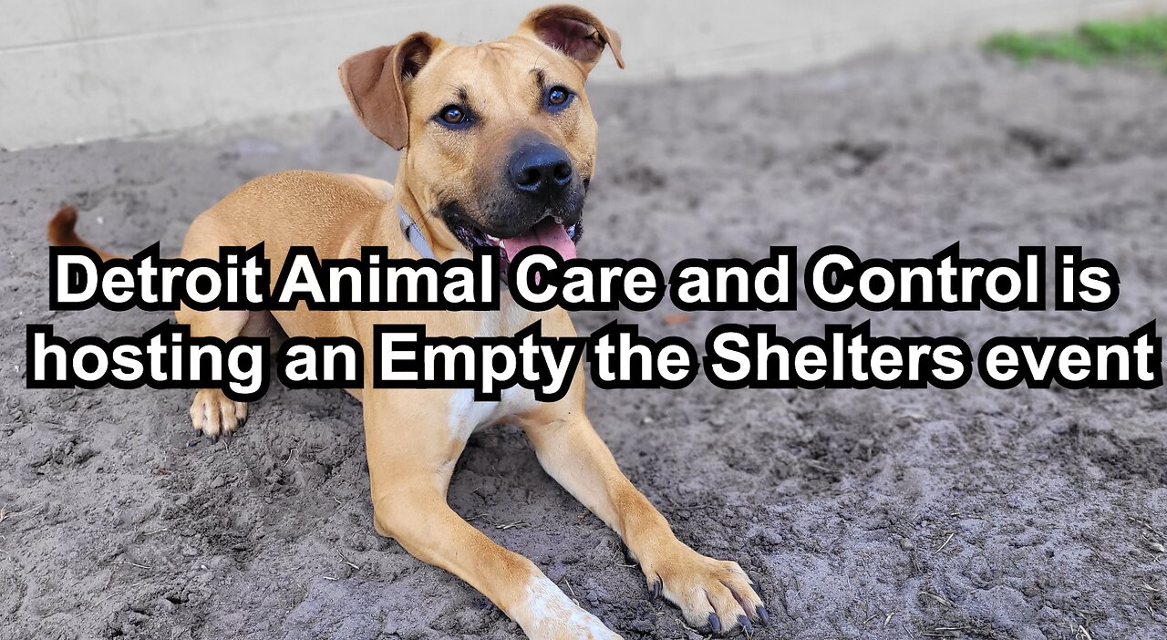 Detroit Animal Care and Control is hosting an Empty the Shelters event