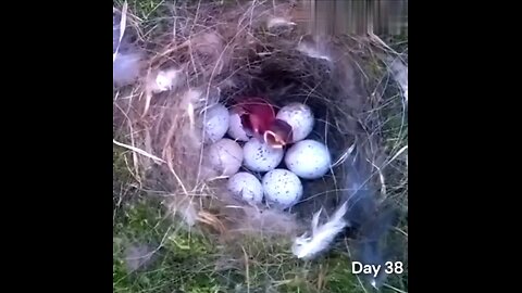 How a bird built its nest