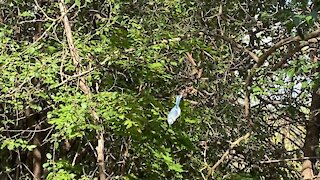 Blue Jay grab and go