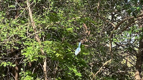 Blue Jay grab and go