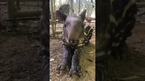 Cute Little Tapir