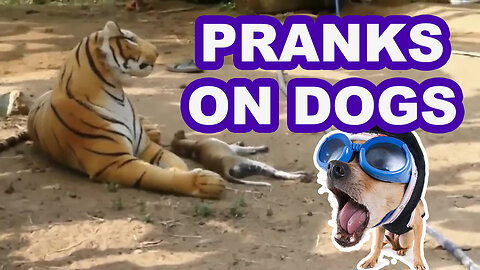 Prank on Dogs | Lion | Tiger | Prank