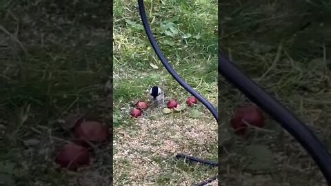 Chickadee at our Bird Feeder 🪶