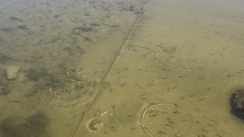 Minnows trying to get some bread