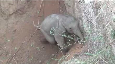 Elefante filhote resgatado de poço na Índia!