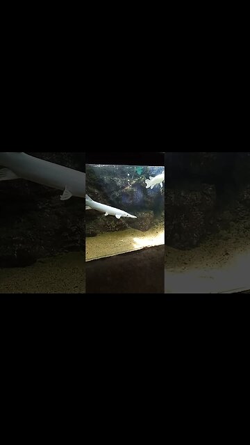 Albino Aligator Fish 😉