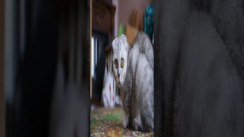 Cat time - Mix cute cat times