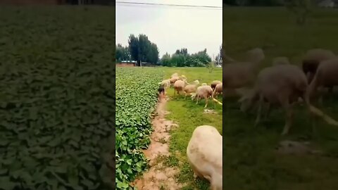 well trained dog for goats