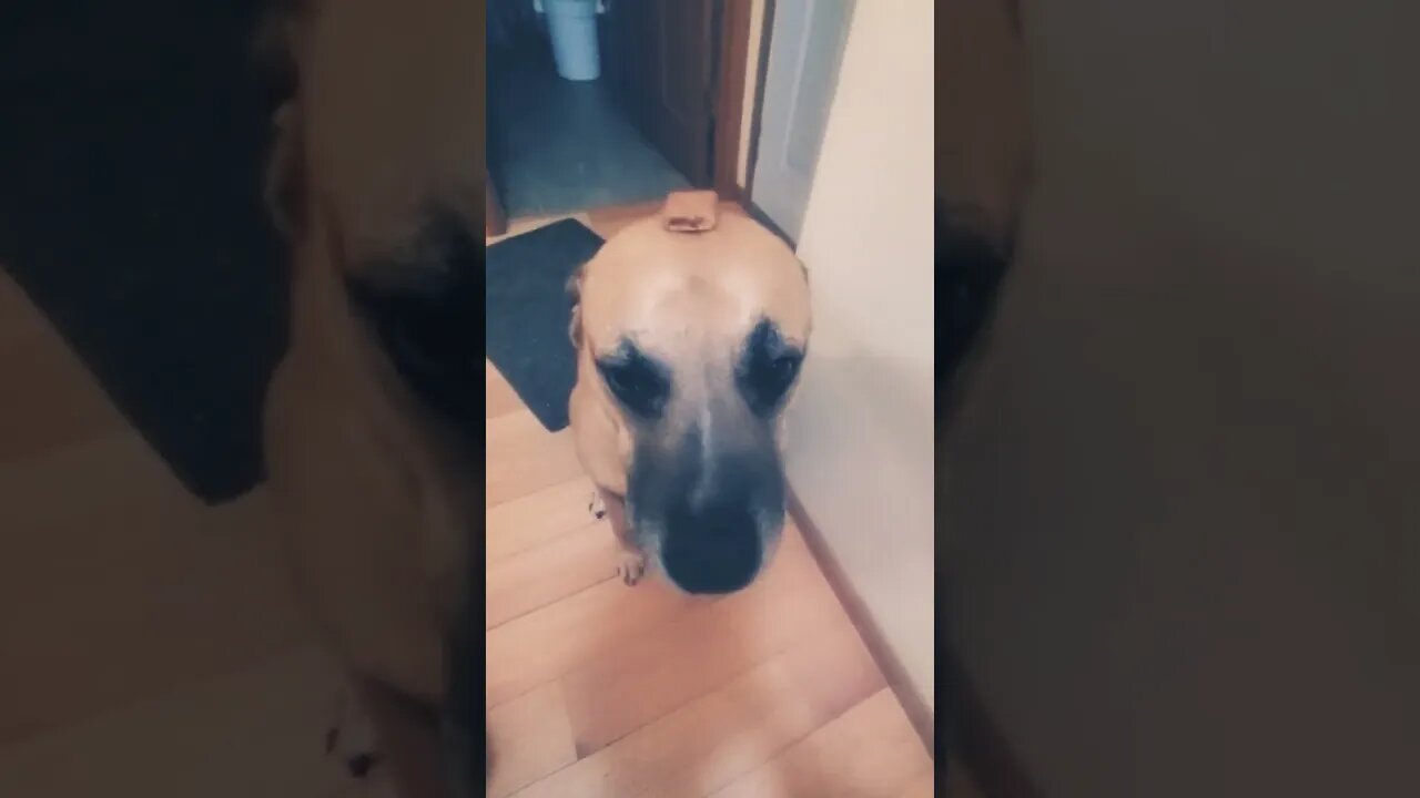 dog forgets I put treat on his head #doggo #dog