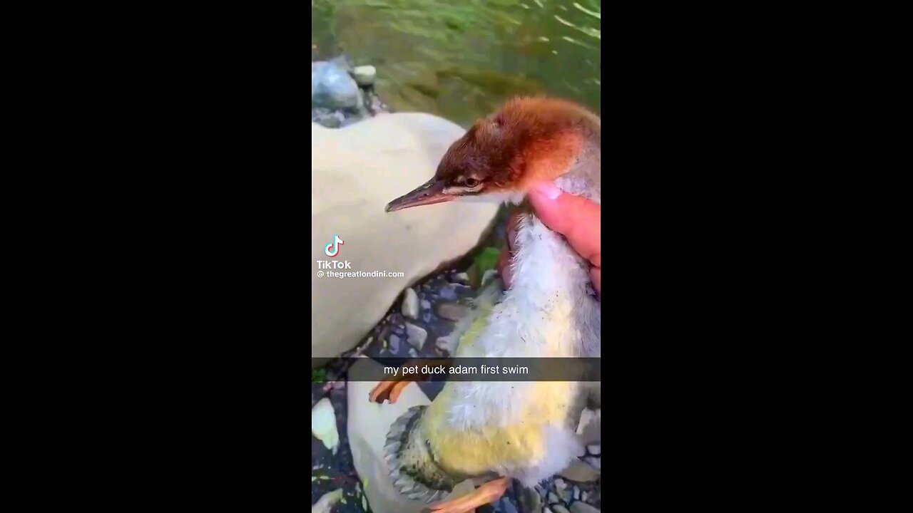 Pet duck going for his first swim!! ☺