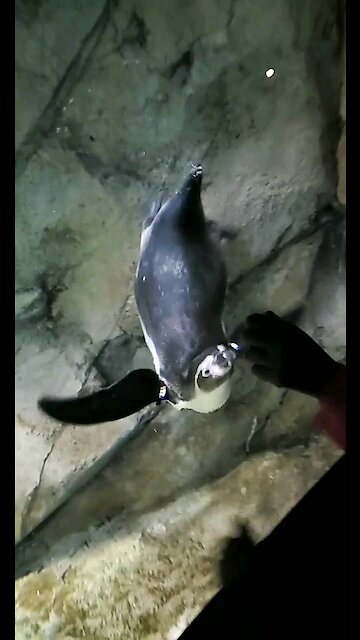 Kids playing with penguins