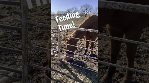 Let’s Eat! #horses #farm #fugatefarms #Boss&Dandy