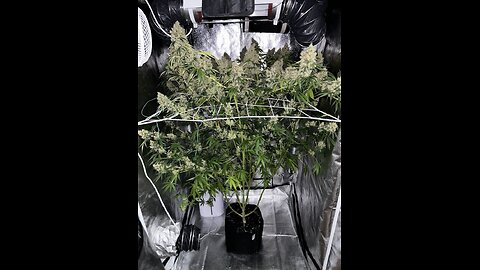 Organic Cannabis Grow