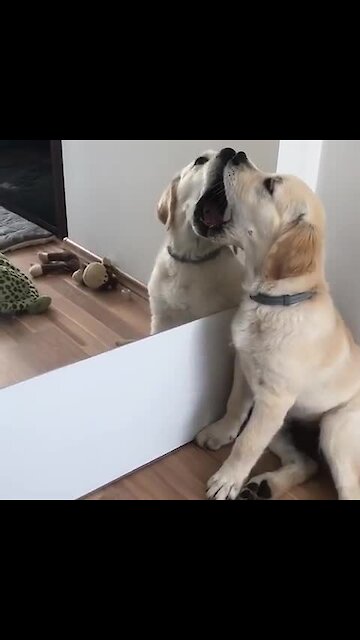 Puppy can't stop kissing his mirror reflection