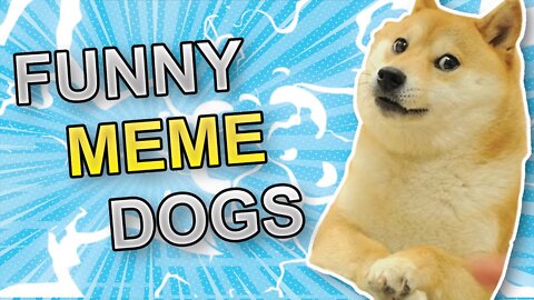 yt5s.com-��SUPER FUNNY Meme Dog Compilation�� _ MUST WATCH!-(1080p60)_Trim