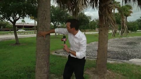 Explainer: Tree damage expectations during a major hurricane