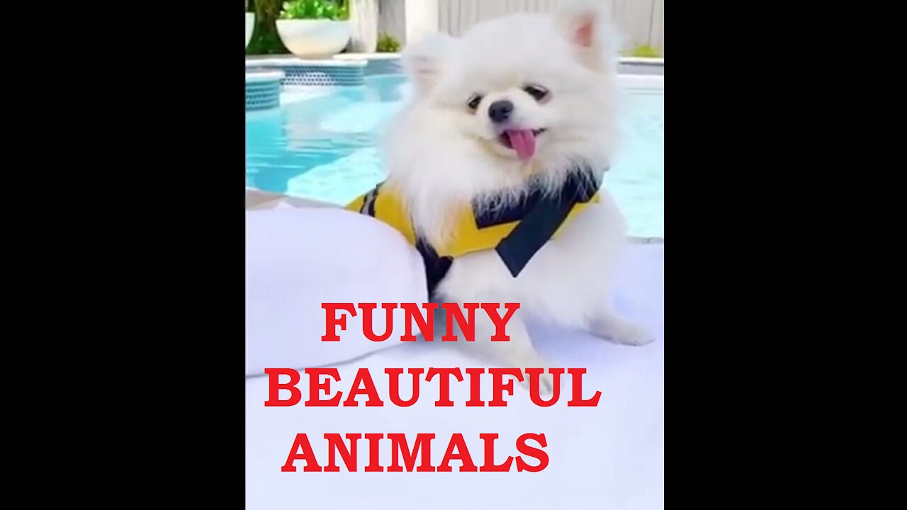 Funny Beautiful Animals || Funny Pets || Cute Pets || @funnyanimalsstv